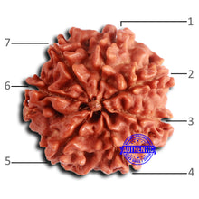 Load image into Gallery viewer, 7 Mukhi Nepalese Rudraksha - Bead No 637
