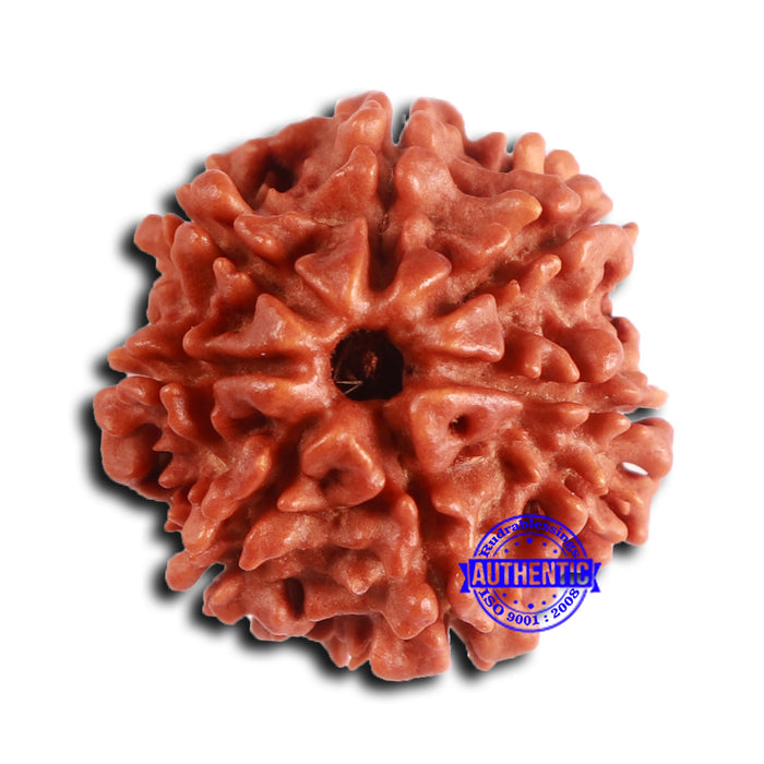7 Mukhi Nepalese Rudraksha - Bead No 637