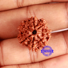 Load image into Gallery viewer, 7 Mukhi Nepalese Rudraksha - Bead No 637
