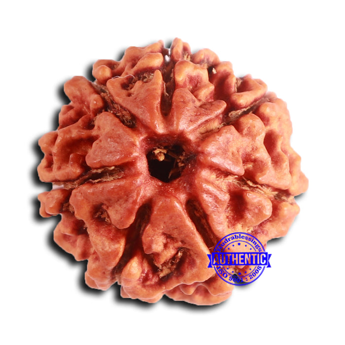 7 Mukhi Nepalese Rudraksha - Bead No 638