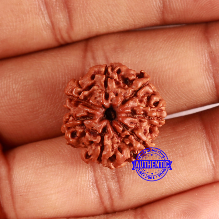 7 Mukhi Nepalese Rudraksha - Bead No 639