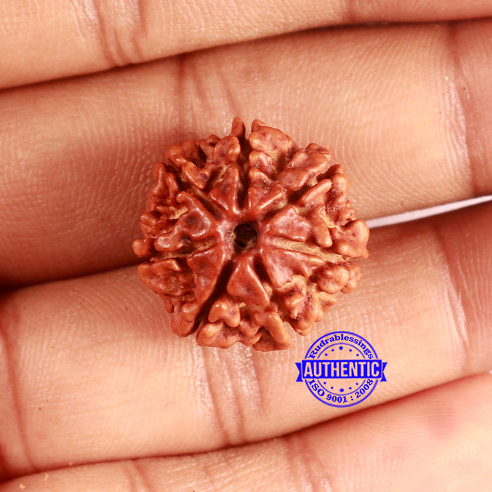 7 Mukhi Nepalese Rudraksha - Bead No 640