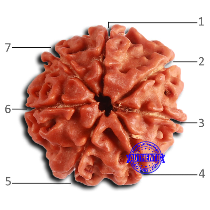 7 Mukhi Nepalese Rudraksha - Bead No 641