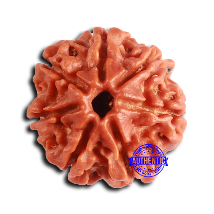 7 Mukhi Nepalese Rudraksha - Bead No 641