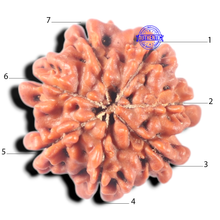 Load image into Gallery viewer, 7 Mukhi Nepalese Rudraksha - Bead No 177
