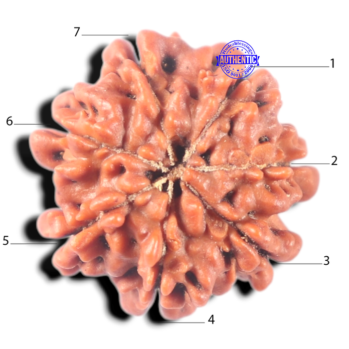 7 Mukhi Nepalese Rudraksha - Bead No 177