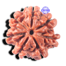 Load image into Gallery viewer, 7 Mukhi Nepalese Rudraksha - Bead No 177
