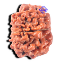 Load image into Gallery viewer, 7 Mukhi Nepalese Rudraksha - Bead No 177
