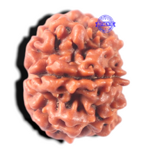 Load image into Gallery viewer, 7 Mukhi Nepalese Rudraksha - Bead No 177
