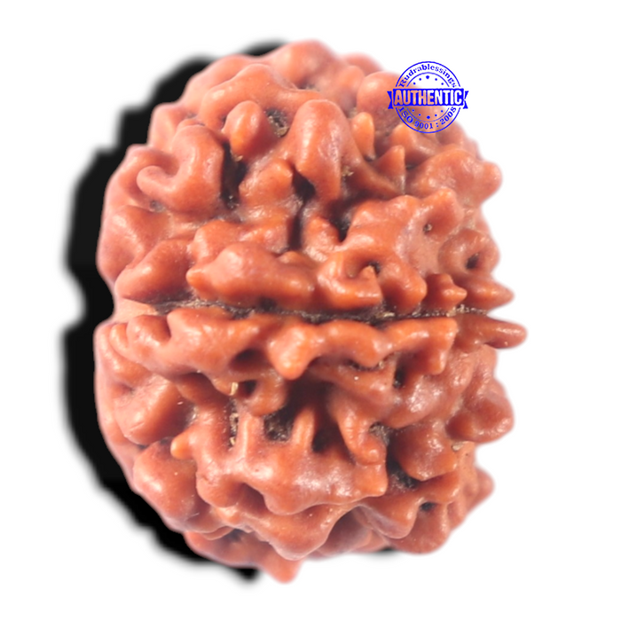 7 Mukhi Nepalese Rudraksha - Bead No 177