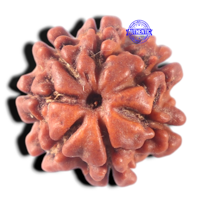 7 Mukhi Nepalese Rudraksha - Bead No 178