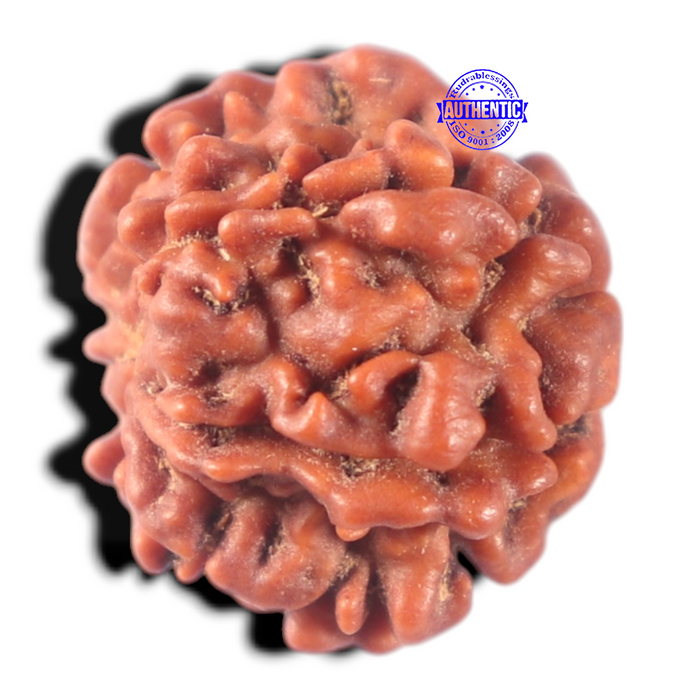 7 Mukhi Nepalese Rudraksha - Bead No 178