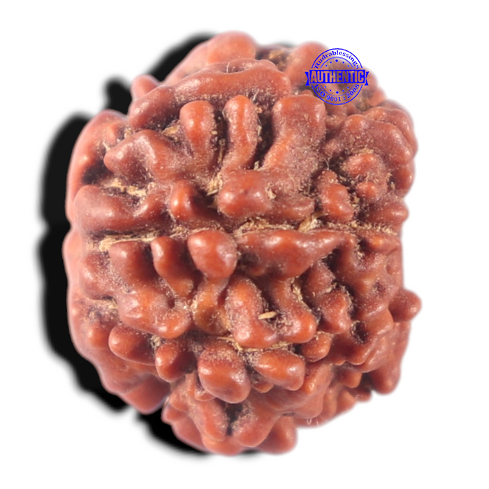 7 Mukhi Nepalese Rudraksha - Bead No 178