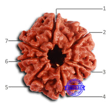 Load image into Gallery viewer, 7 Mukhi Nepalese Rudraksha - Bead No 613
