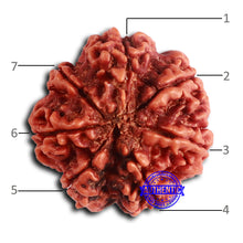 Load image into Gallery viewer, 7 Mukhi Nepalese Rudraksha - Bead No 614
