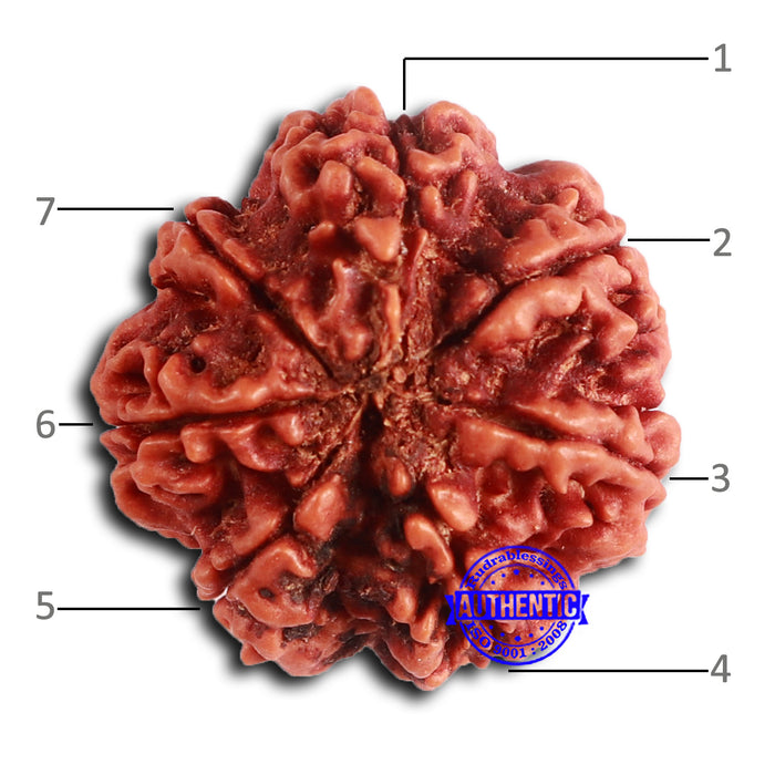 7 Mukhi Nepalese Rudraksha - Bead No 614