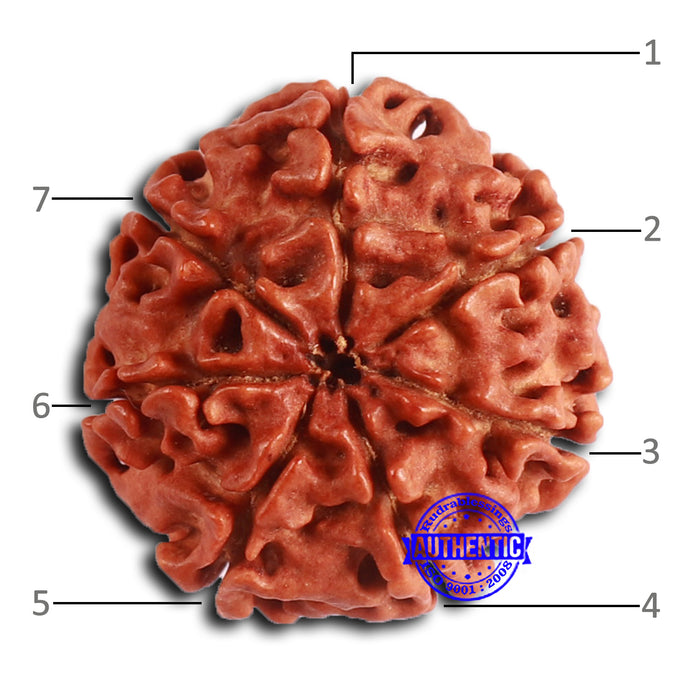 7 Mukhi Nepalese Rudraksha - Bead No 615