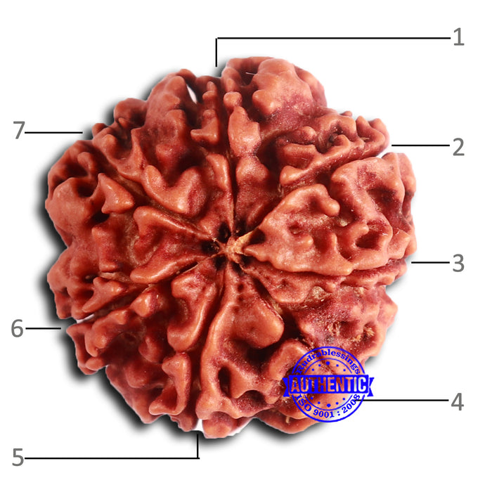 7 Mukhi Nepalese Rudraksha - Bead No 617