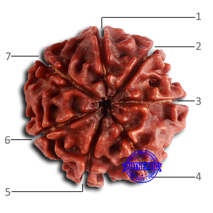 7 Mukhi Nepalese Rudraksha - Bead No 618