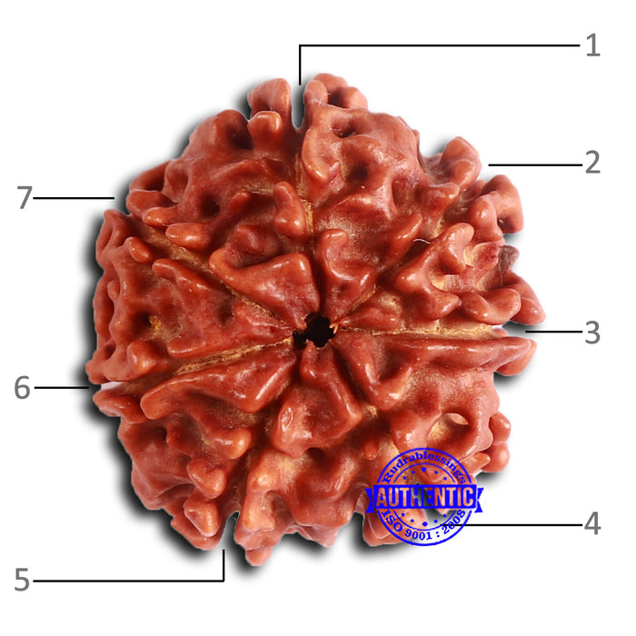 7 Mukhi Nepalese Rudraksha - Bead No 619