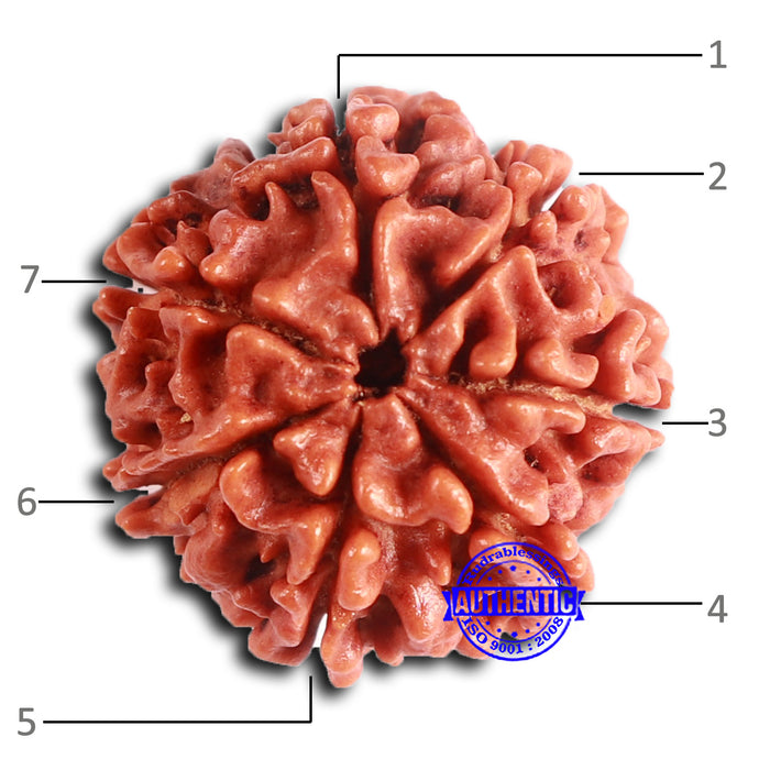 7 Mukhi Nepalese Rudraksha - Bead No 620