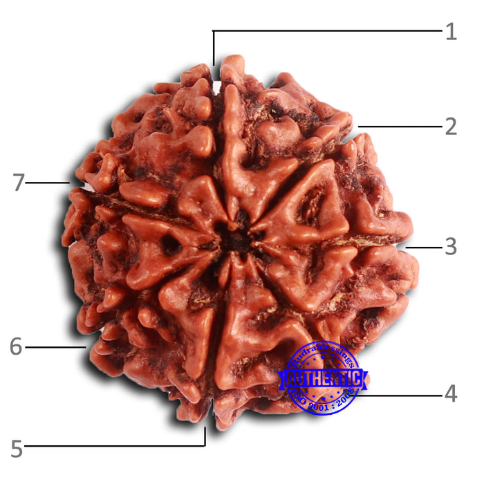 7 Mukhi Nepalese Rudraksha - Bead No 622
