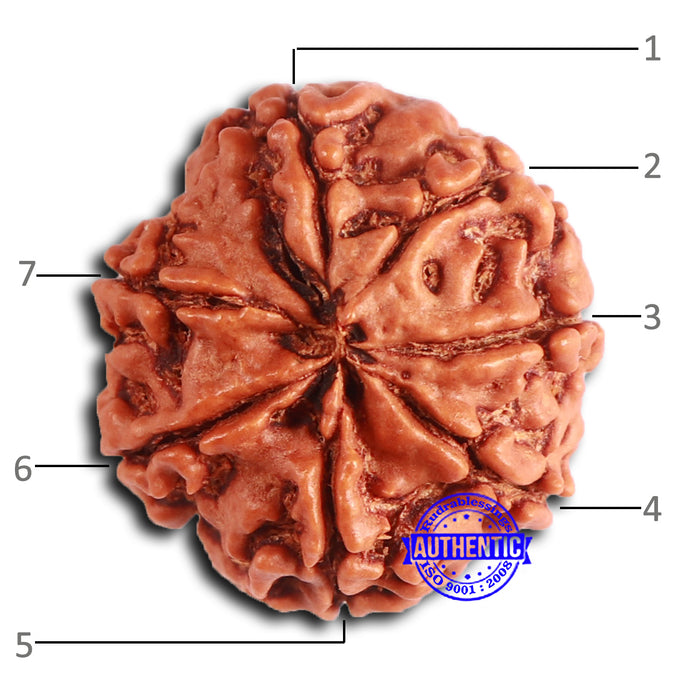 7 Mukhi Nepalese Rudraksha - Bead No 623