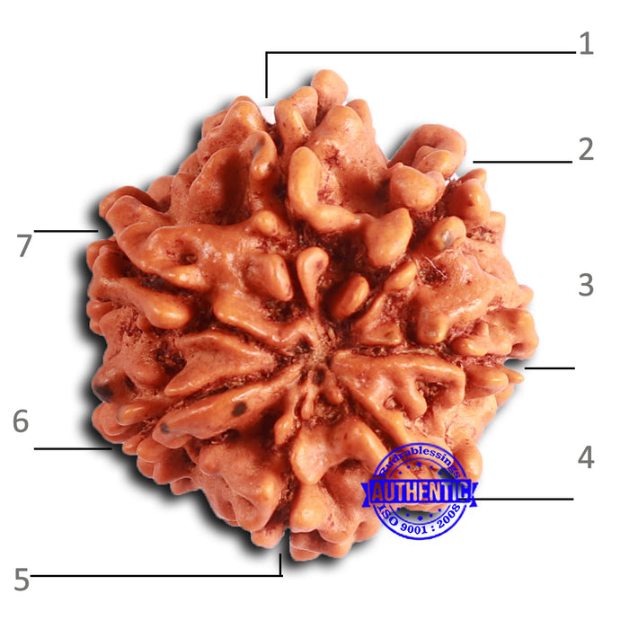 7 Mukhi Nepalese Rudraksha - Bead No 624