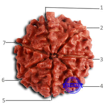 Load image into Gallery viewer, 7 Mukhi Nepalese Rudraksha - Bead No 626

