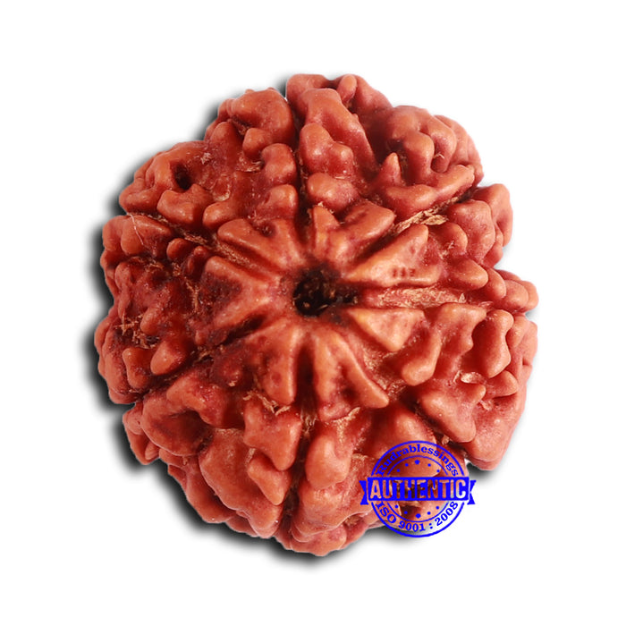 7 Mukhi Nepalese Rudraksha - Bead No 612