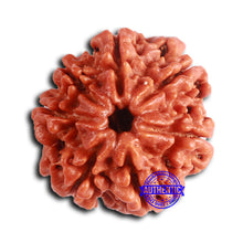 Load image into Gallery viewer, 7 Mukhi Nepalese Rudraksha - Bead No 613
