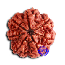 Load image into Gallery viewer, 7 Mukhi Nepalese Rudraksha - Bead No 614
