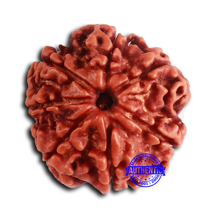 7 Mukhi Nepalese Rudraksha - Bead No 617