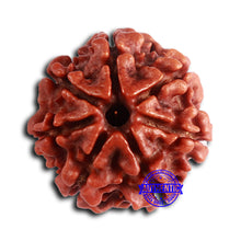 Load image into Gallery viewer, 7 Mukhi Nepalese Rudraksha - Bead No 618

