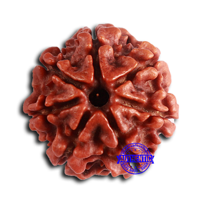 7 Mukhi Nepalese Rudraksha - Bead No 618