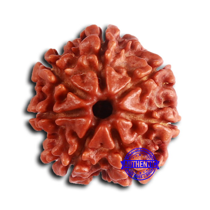 7 Mukhi Nepalese Rudraksha - Bead No 619