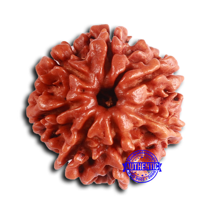7 Mukhi Nepalese Rudraksha - Bead No 620