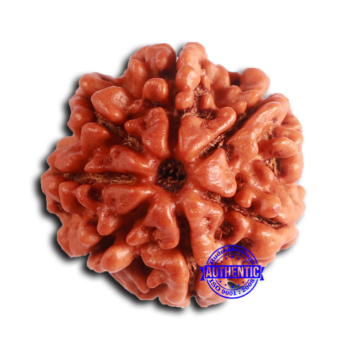 7 Mukhi Nepalese Rudraksha - Bead No 621