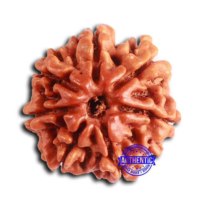 7 Mukhi Nepalese Rudraksha - Bead No 624