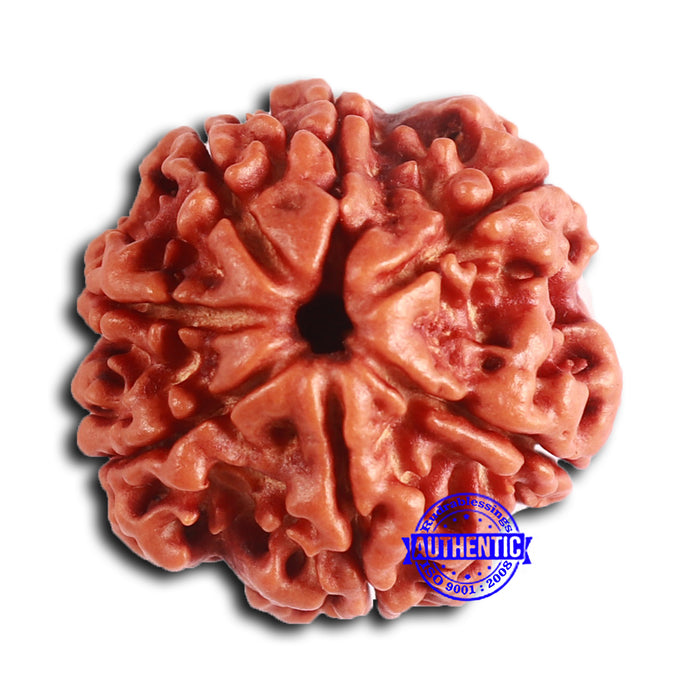 7 Mukhi Nepalese Rudraksha - Bead No 625