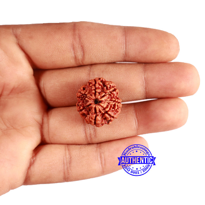 7 Mukhi Nepalese Rudraksha - Bead No 612