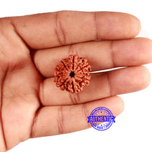 Load image into Gallery viewer, 7 Mukhi Nepalese Rudraksha - Bead No 613
