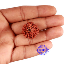 Load image into Gallery viewer, 7 Mukhi Nepalese Rudraksha - Bead No 614
