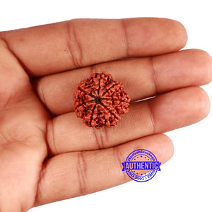 7 Mukhi Nepalese Rudraksha - Bead No 614