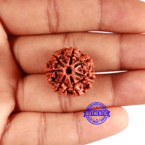 7 Mukhi Nepalese Rudraksha - Bead No 616