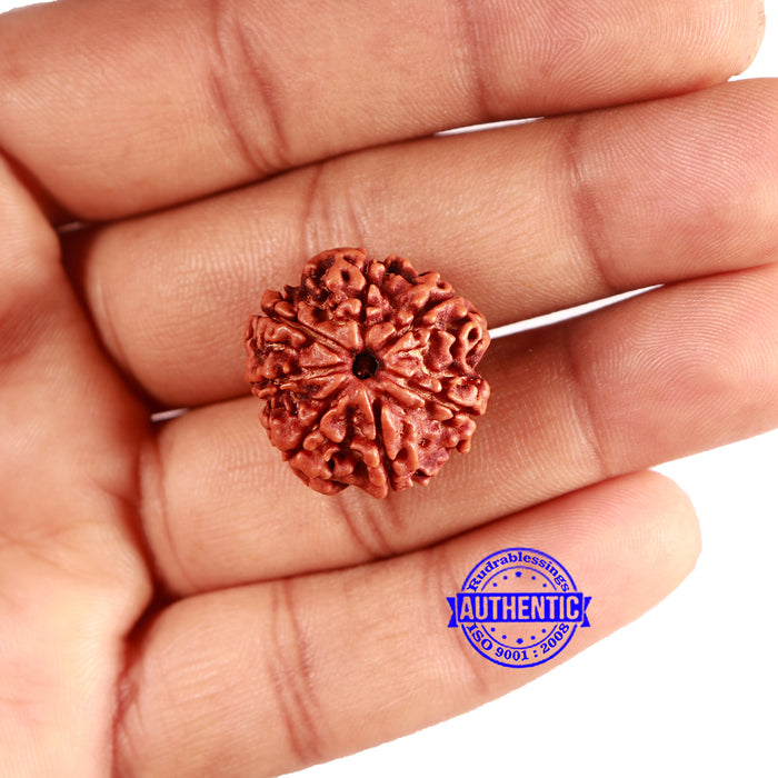 7 Mukhi Nepalese Rudraksha - Bead No 617
