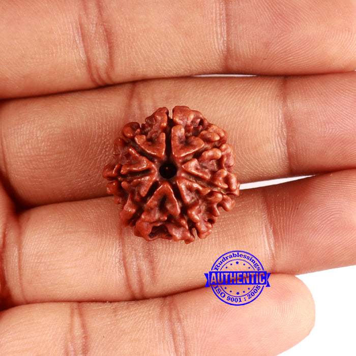 7 Mukhi Nepalese Rudraksha - Bead No 618
