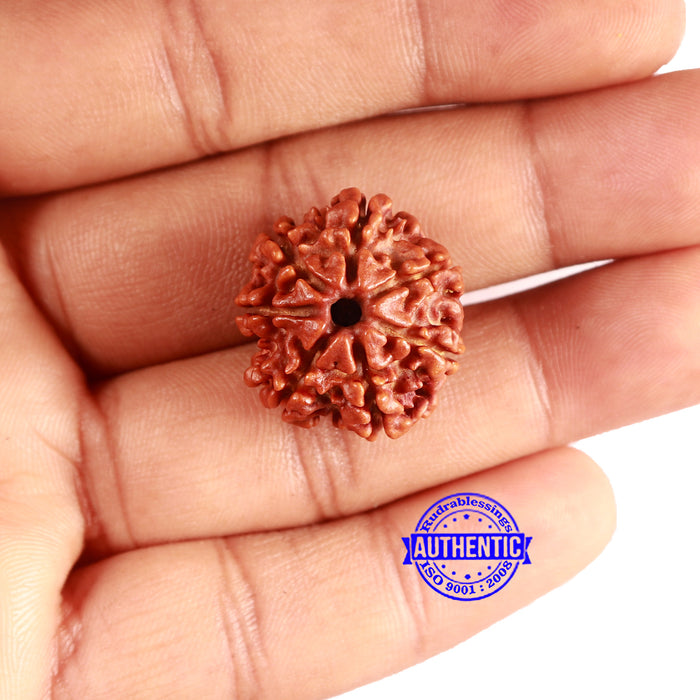 7 Mukhi Nepalese Rudraksha - Bead No 619