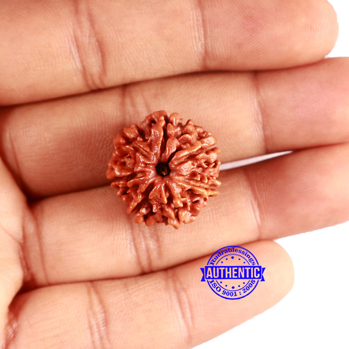 7 Mukhi Nepalese Rudraksha - Bead No 620