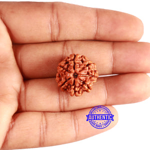7 Mukhi Nepalese Rudraksha - Bead No 621